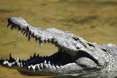 Crocodile Spotted on Road in Kota, Video Goes Viral