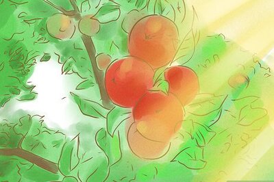 How to Tell if Apples on Your Tree Are Ripe