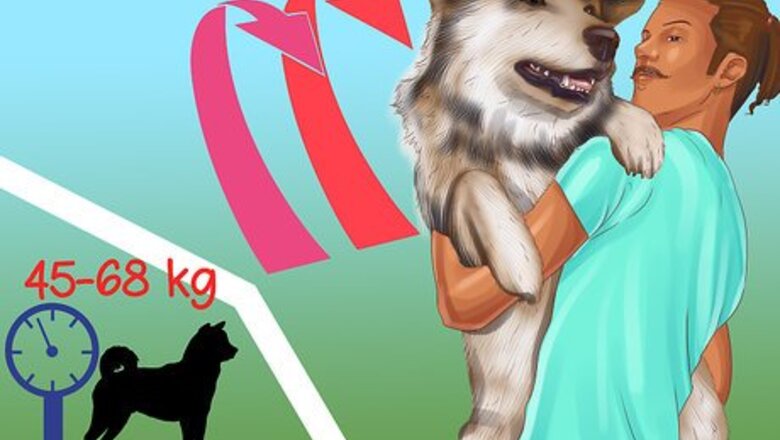 How to Know if You Can Handle a Big Dog