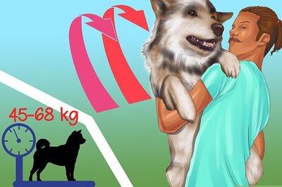 How to Know if You Can Handle a Big Dog