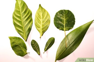 How to Make Leaf Prints