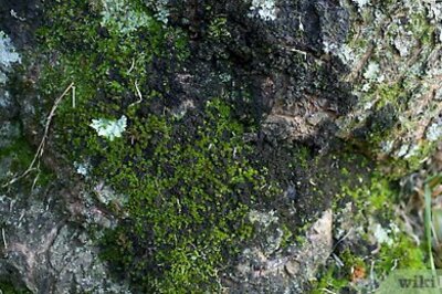 How to Make Moss Graffiti