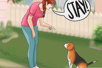 How to Train a Dog for Rabbit Hunting