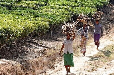 Floods, coronavirus dent India's tea output in first half of 2020