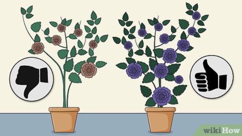 How to Care for a Midnight Blue Rose Bush