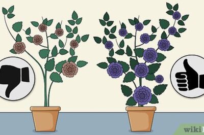 How to Care for a Midnight Blue Rose Bush