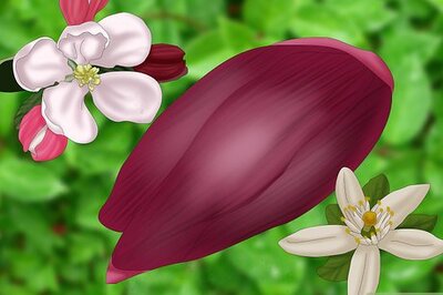 How to Choose Edible Flowers