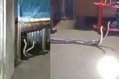 Family Finds 2 Snakes In Bedroom. What Happens Next Is Not For The Faint-Hearted