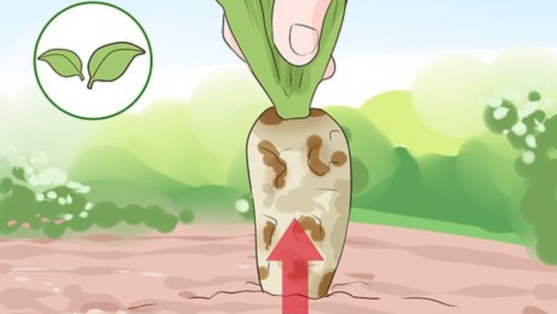How to Harvest Chicory