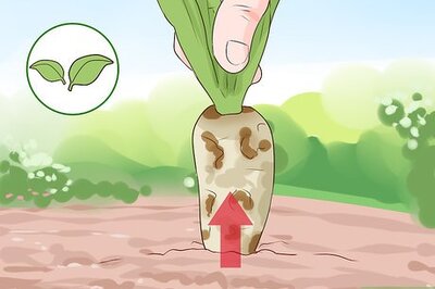 How to Harvest Chicory