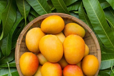 Cheap Mangoes Hit Mumbai Markets. Courtesy: This Year's 'Colder Than Usual' Winters | Check Rates