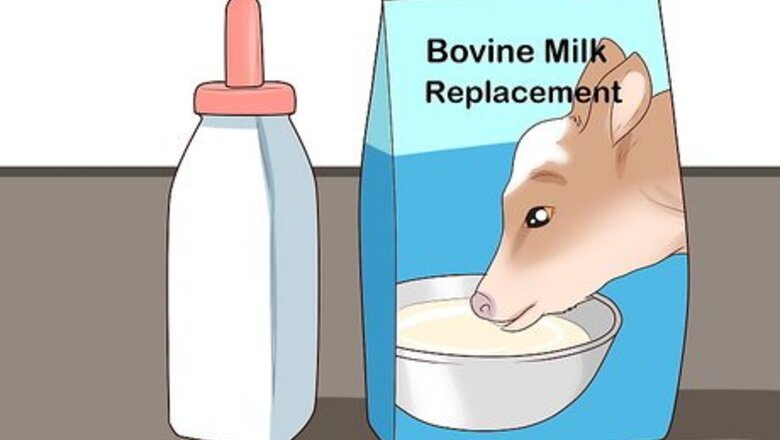 How to Bottle Feed Calves