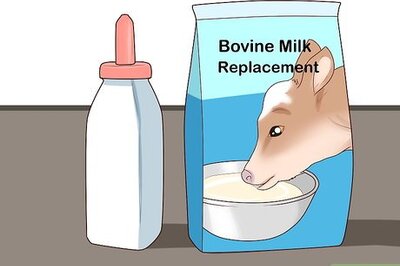 How to Bottle Feed Calves