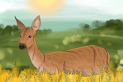 What Do Deer Symbolize Spiritually?