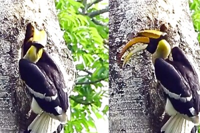 Male Great Hornbill Feeds Partner Inside Nest, Video Leaves Netizens Delighted