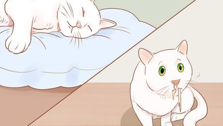 How to Know if Your Cat Is Sick