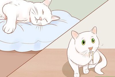 How to Know if Your Cat Is Sick