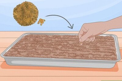 How to Plant Sycamore Tree Seeds