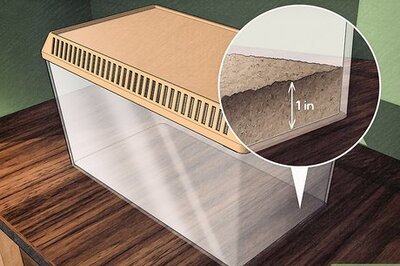 How to Take Care of Inchworms