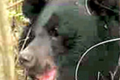 Police arrest 4 for roasting bear alive