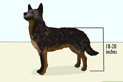 How to Identify an Australian Cattle Dog