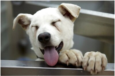 Coming Soon, First Government-run Dog Crematorium in Delhi