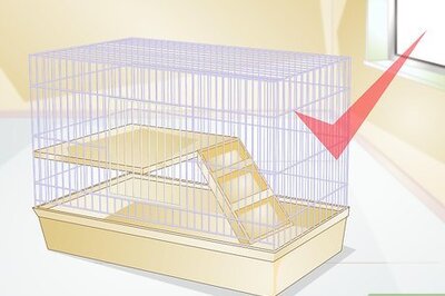 How to Prepare for a New Pet Hamster