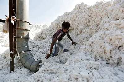 India's Cotton Area Seen Rising 15 Percent to 3-year High as Prices Rally