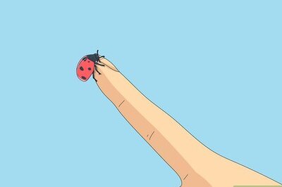 What Does It Mean when a Ladybug Lands on You? Symbols, Dreams, & More