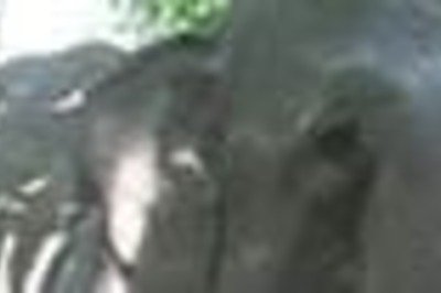 Polish politician fumes over gay elephant in zoo