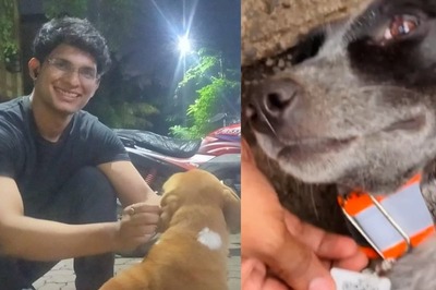 Mumbai: 20 Stray Dogs Given 'Aadhar Cards' With QR Codes Outside Airport | Here's How It'll Help