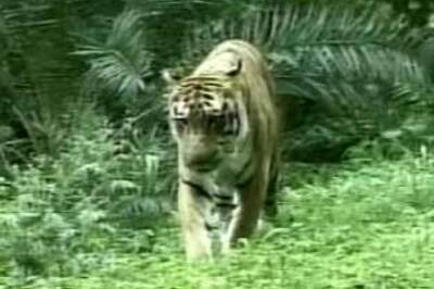 Alleged 'maneater' tiger caught in Uttaranchal forest