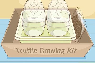 How to Grow Truffles Indoors