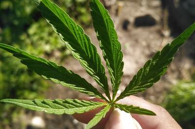 Cannabis Can Cut Migraine Pain by Nearly Half, Says Study