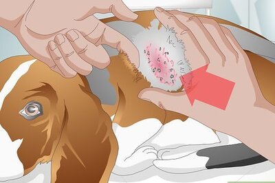 How to Treat a Yeast Skin Infection in a Dog