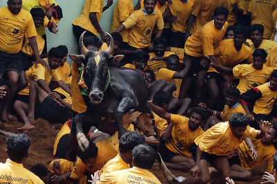 36 Men Injured in Jallikattu Event in Madurai's Avaniapuram