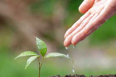 Planting Trees Will Help Cut Mortality Rates from High Temperatures, Says Study