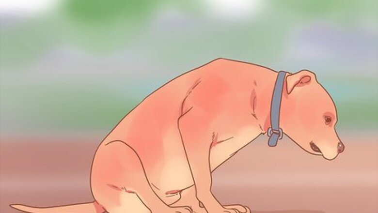 How to Get Rid of Tapeworms in Your Pets