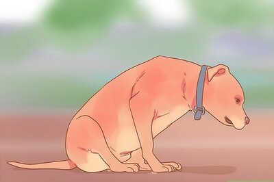 How to Get Rid of Tapeworms in Your Pets