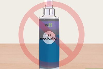 How to Treat Mites and Lice in Guinea Pigs