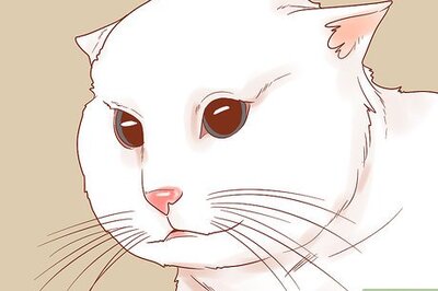 How to Know if Your Cat Is Afraid of Something