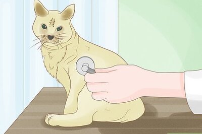 How to Stop a Cat from Pooping on the Floor
