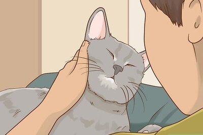 How to Cut Cat Nails with Human Clippers