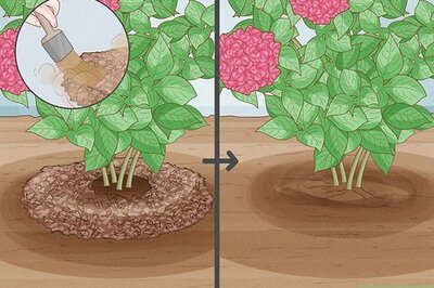 How to Grow Hydrangea from Cuttings