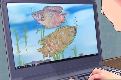 How to Breed Gouramis