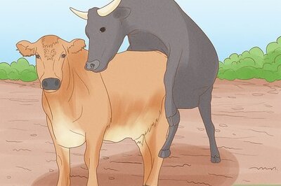 How to Tell if a Cow or Heifer Has Been Bred
