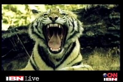 Tiger tourism ban: Govt may seek more time