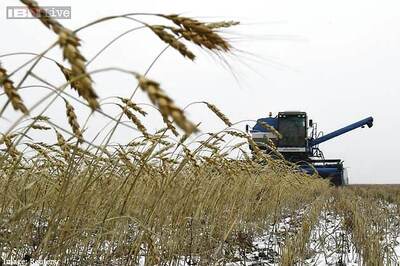 Punjab government bans wheat harvesting at night, morning