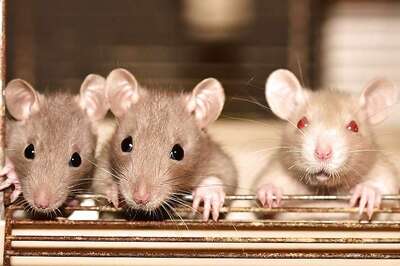 Hantavirus Kills One in China: Here's Why You Should NOT Panic About it