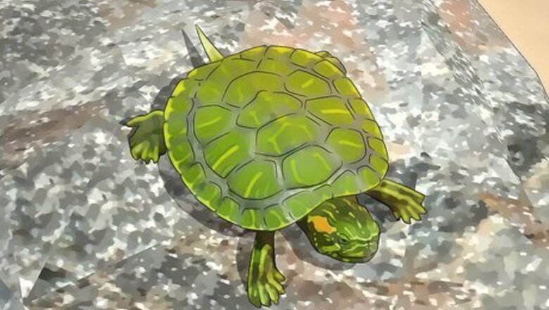 How to Look After a Turtle